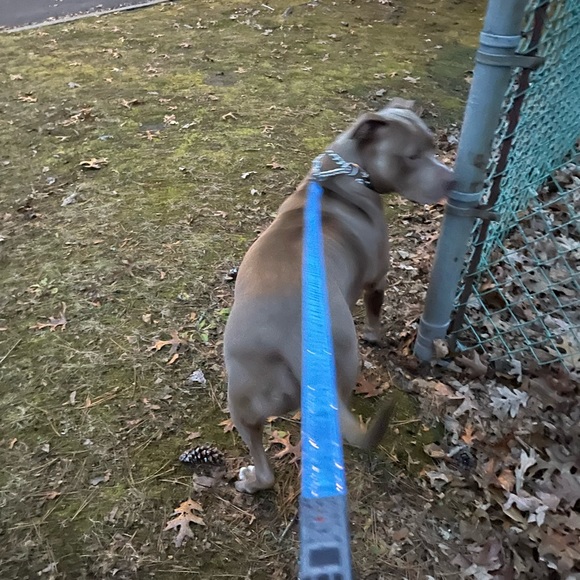 Disney Tails Star Wars dog leash/lead new. Light side blue - Picture 8 of 8